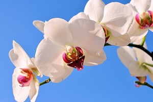 世界学生帆船急救与安全训练：海况应对能力被强化，帆船比赛危险吗