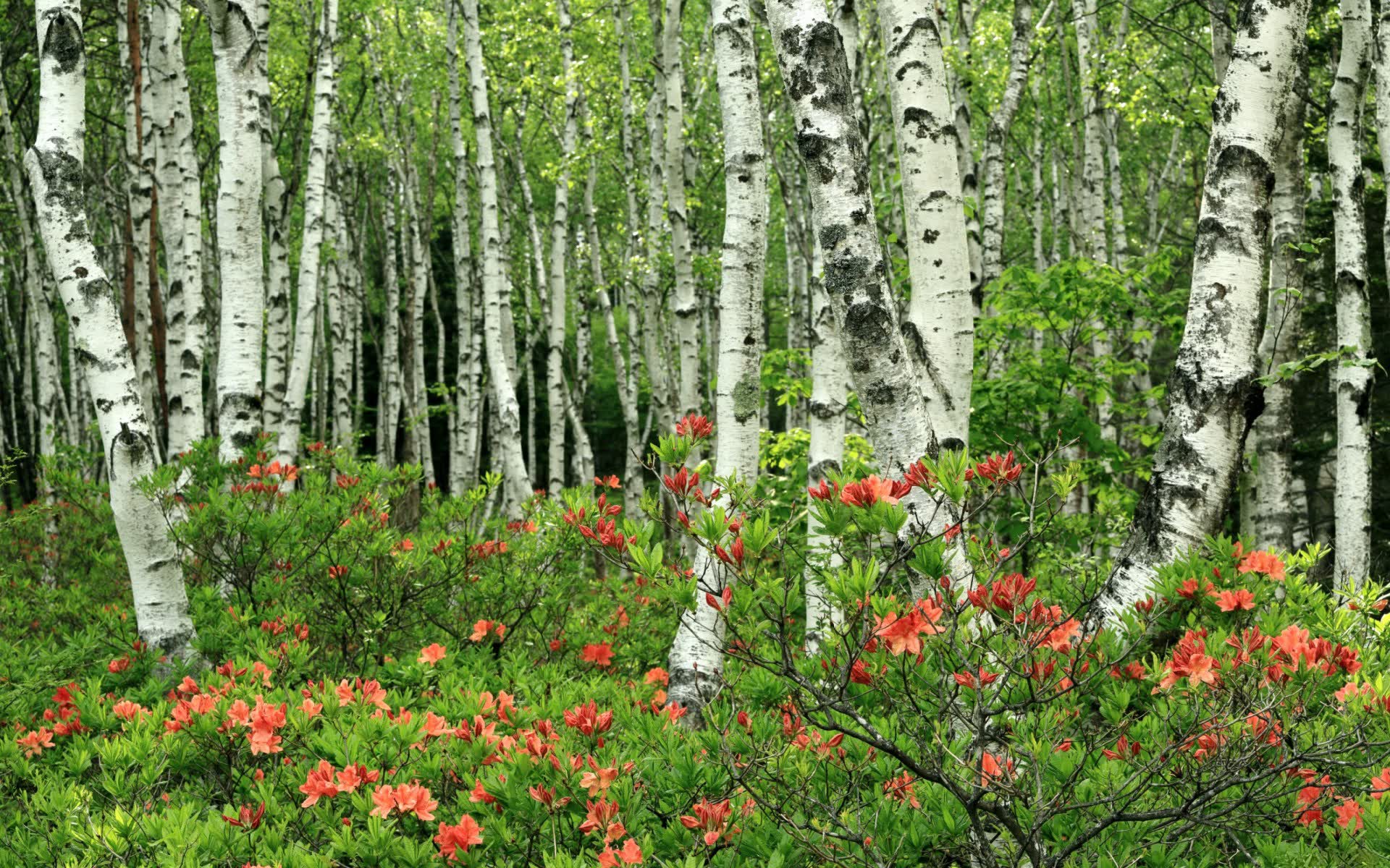 世界拳击公开赛:角落调度影响整场比赛,世界拳击2020视频